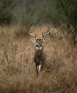 a big white-tailed buck walking through tall brown grass